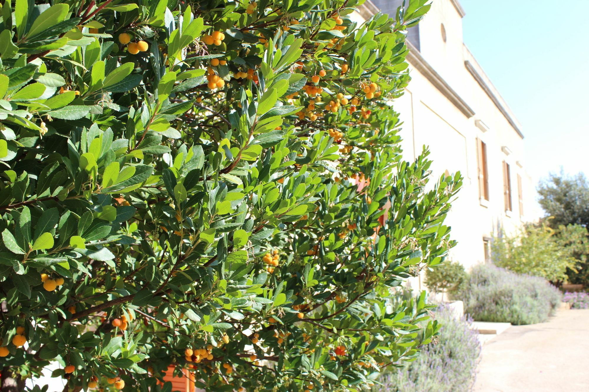 Masseria Pagani Nardò Dış mekan fotoğraf